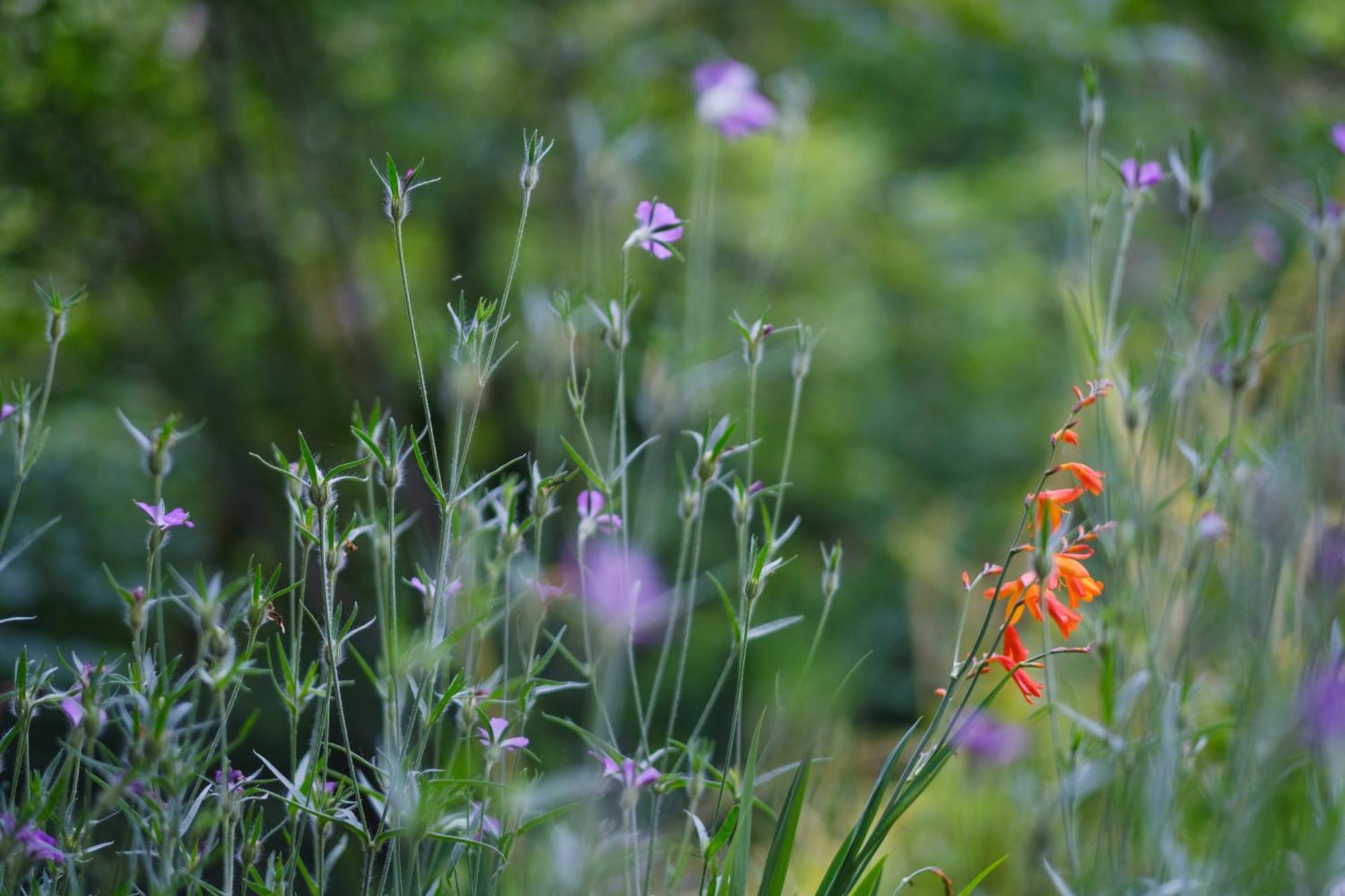 Tig Cottage - A Rural, Quirky, Pet Friendly 2 Bedroom Cottage Near Ballantrae ภายนอก รูปภาพ